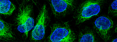 ChromoTek-Reagenzien auf Nanokörper-Basis
