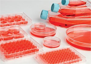 11864_Main Biolite Cell Culture