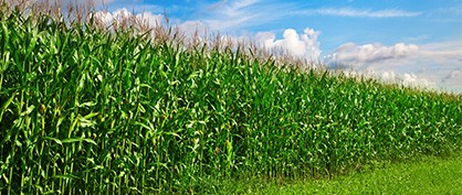 Eine bessere Zukunft für die Landwirtschaft und erneuerbare Energien