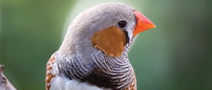 Zebrafinken lehren uns etwas über das Lernen